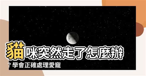 貓咪死掉怎麼處理|野貓死了怎麼處理？讓貓咪專家告訴你正確做法！